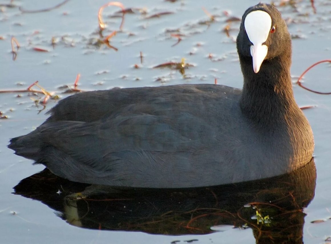 Болотная курица лысуха