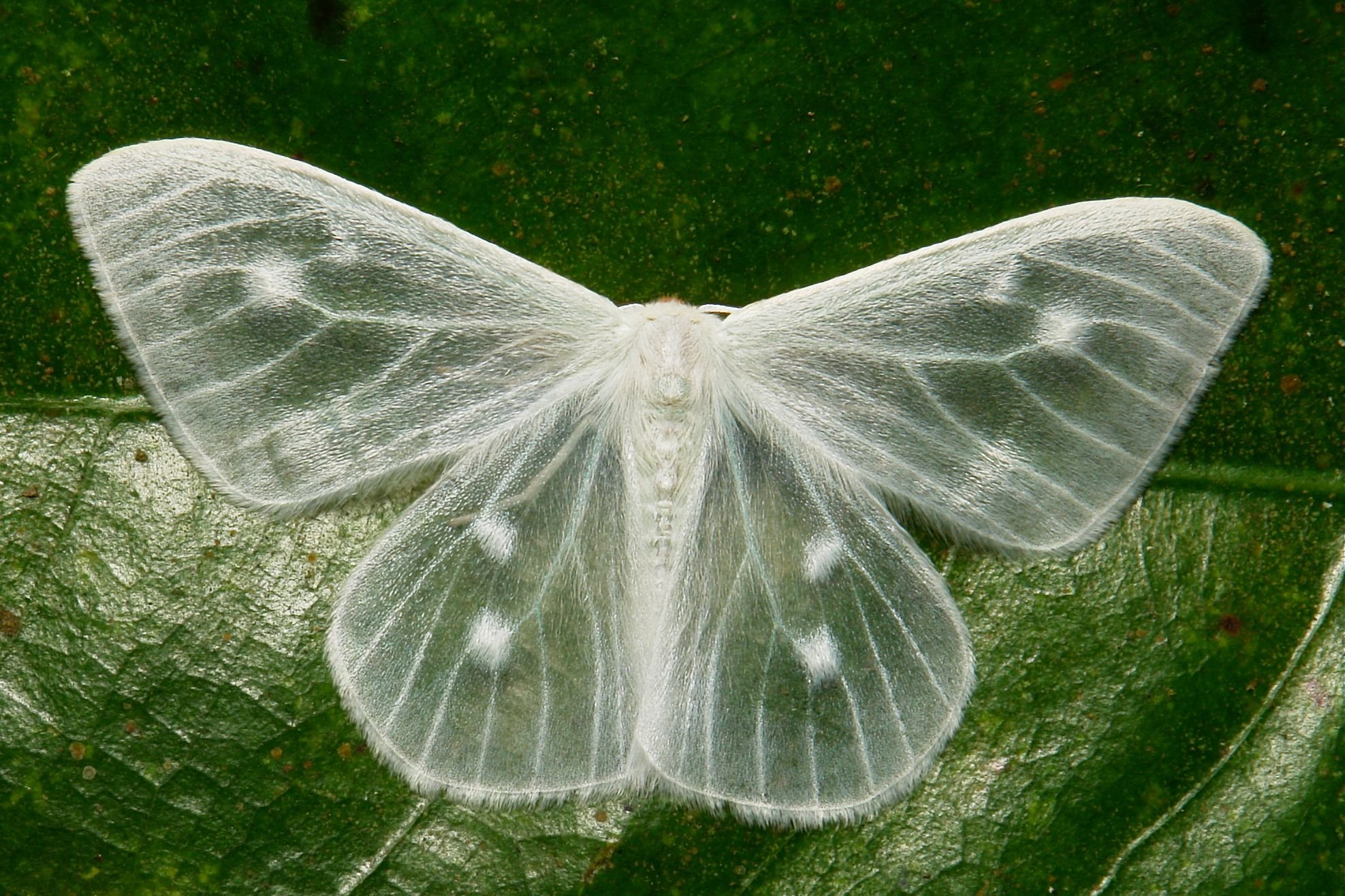 Сложенные крылья бабочки. Луговой мотылек Loxostege sticticalis. Бабочка волнянка Ивовая. Лиственничная волнянка. Ивовая волнянка гусеница.