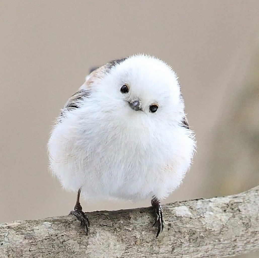 Птичка Хоккайдо