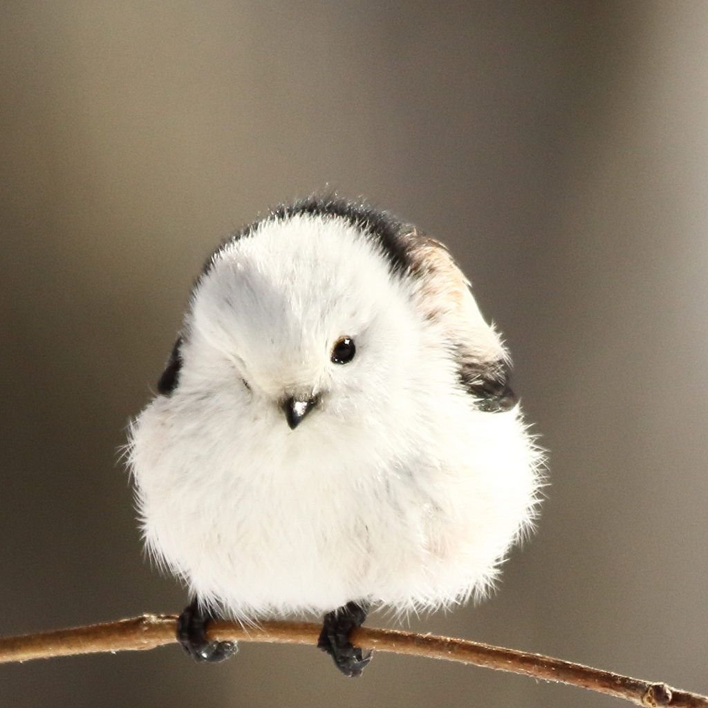 Японская длиннохвостая синица