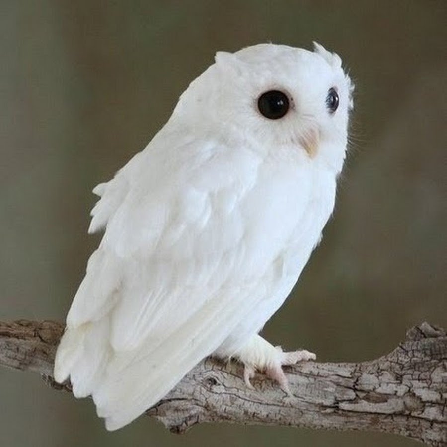 Сова выглядывает из-за угла