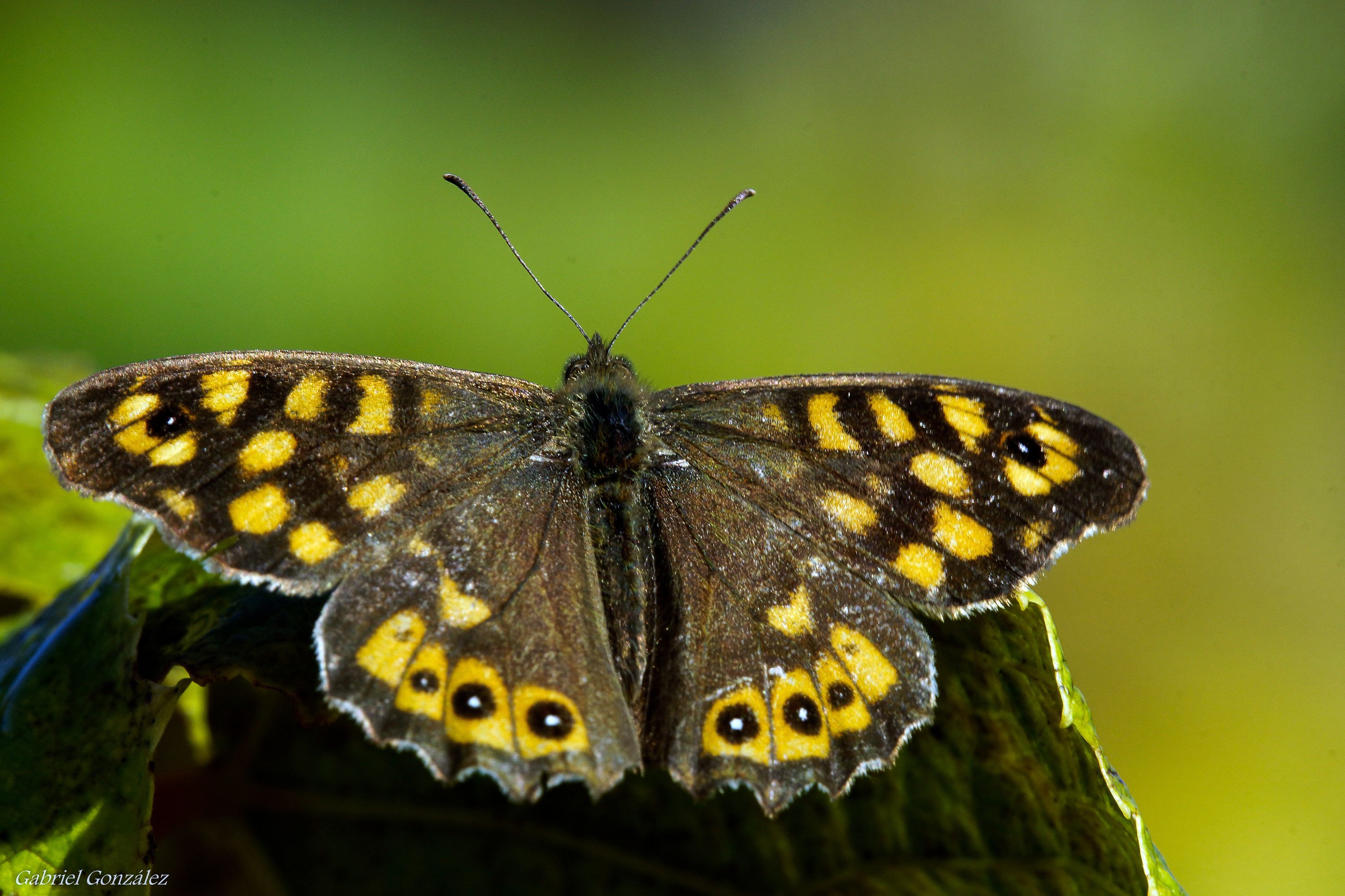 Группа насекомые бабочка. Луговой мотылек гусеница. Бабочка желтая с черными пятнами. Коричневая бабочка.