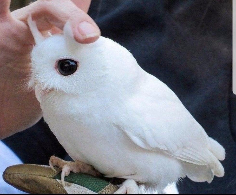 Карликовый Сокол Мути