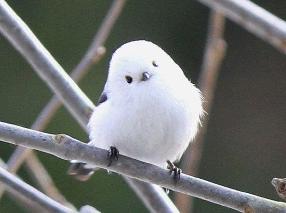 Белые маленькие птицы