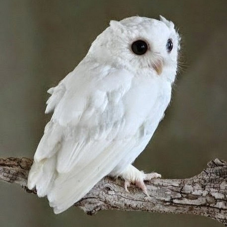 Полярная Сова птенцы