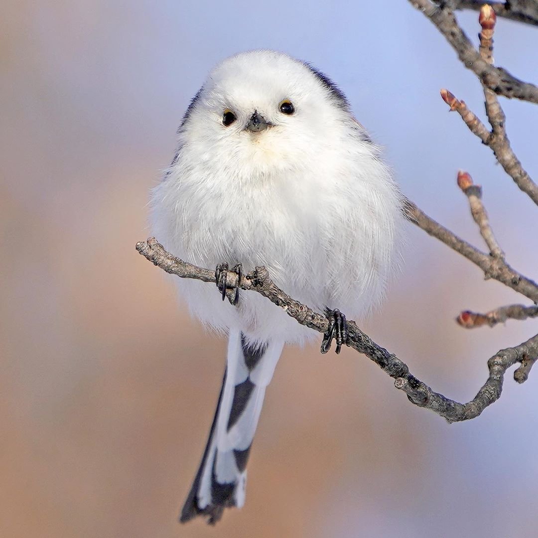 Корелла и волнистый попугай