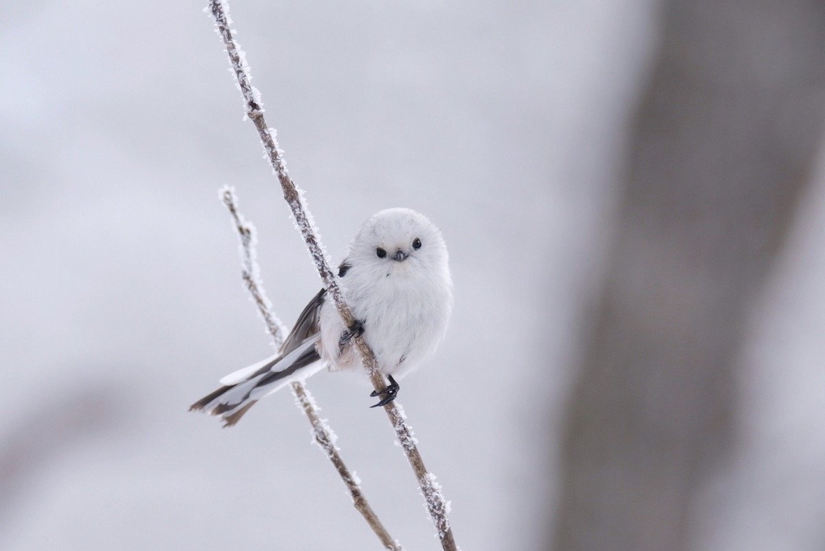 Длиннохвостая синица Хоккайдо