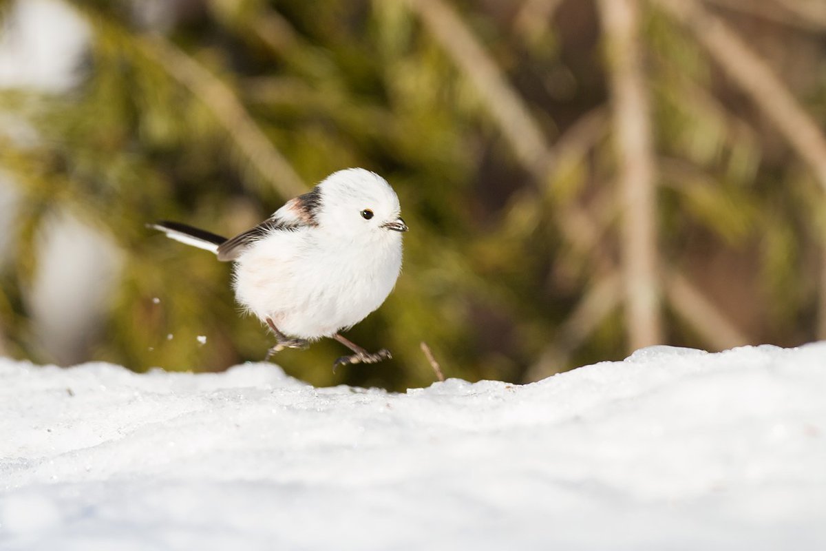 Синички белые пушистые с длинным