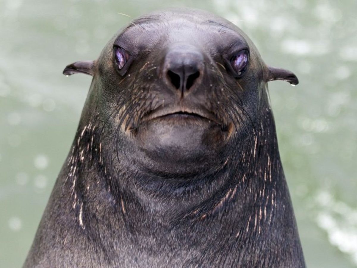 Злой тюлень