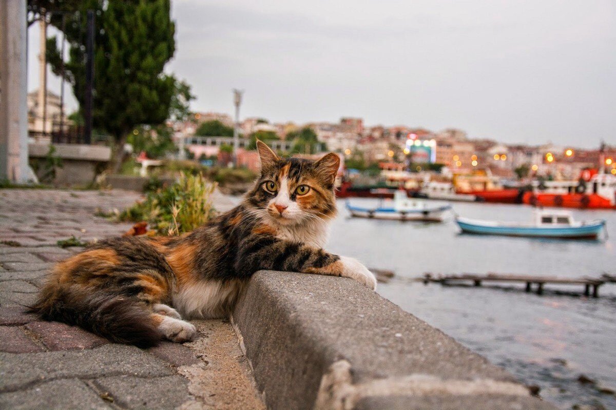 Кошки в Стамбуле