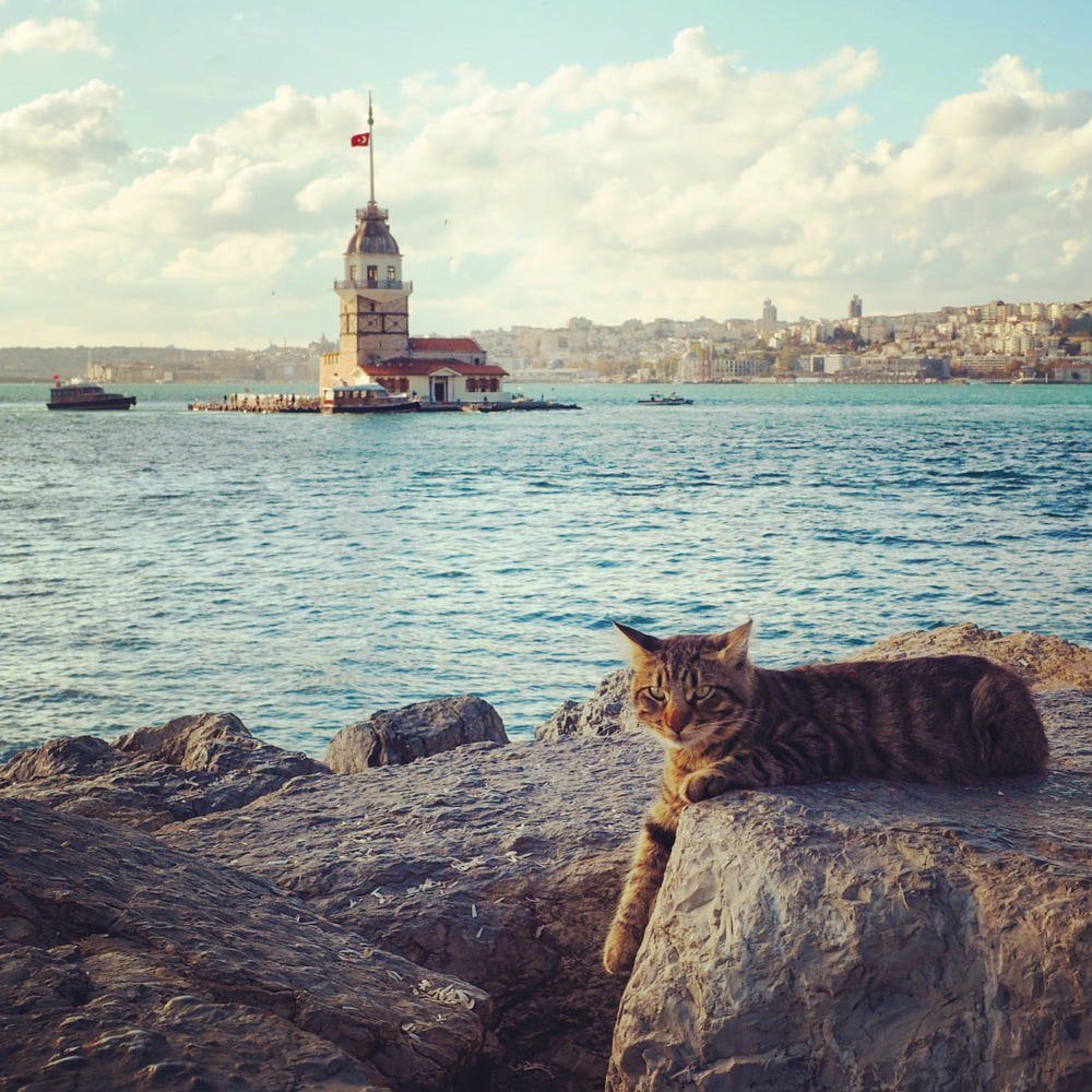 Стамбул Босфор кошка