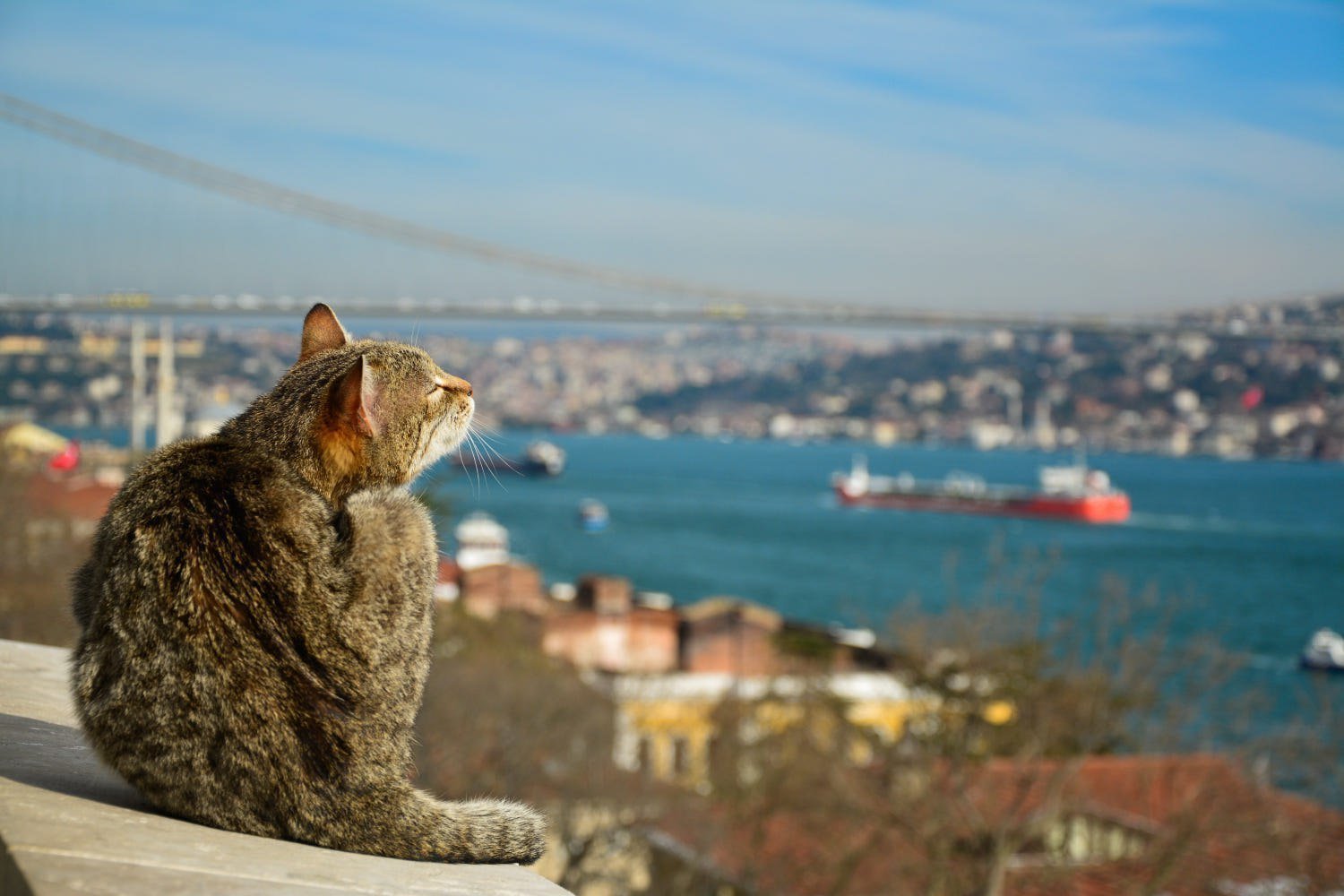 Турецкий город коз и кошек. Стамбул кошачий город. Стамбульские котики. Город кошек. Город кошек в Турции.