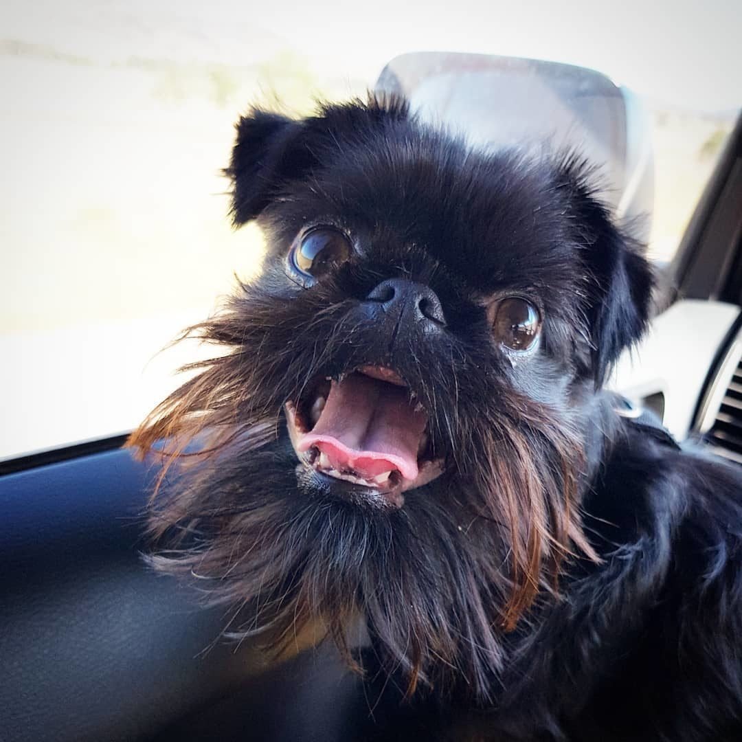 Бельгийский гриффон черный