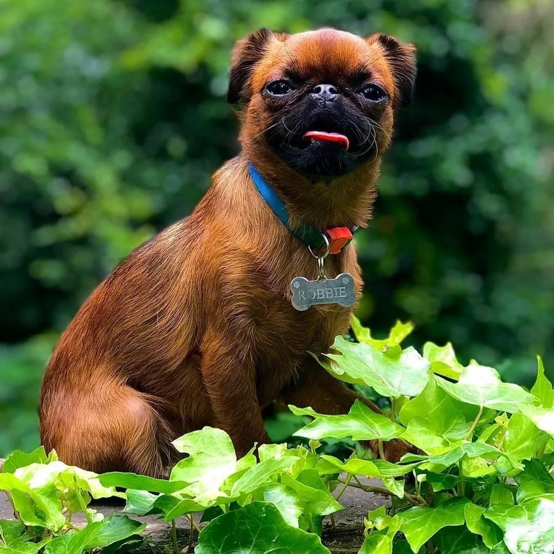 Селфи пёс на рабочий стол гриффон