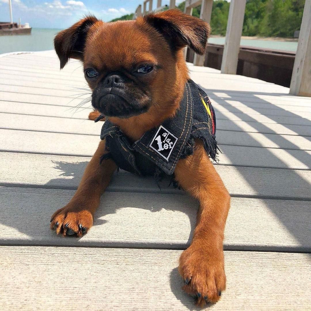 Брюссельский гриффон