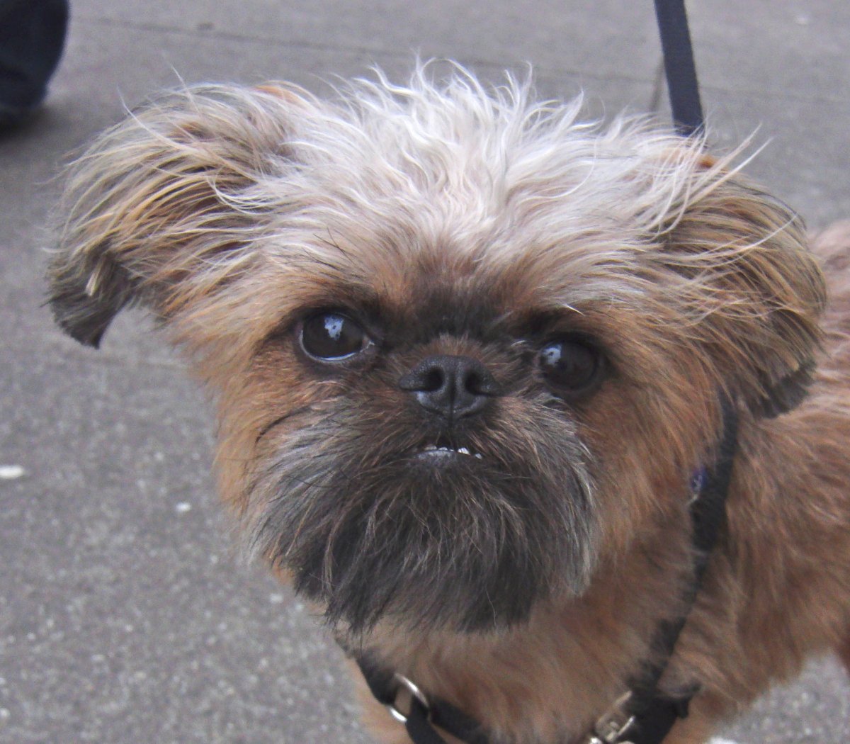 Бельгийский гриффон собака кальмар