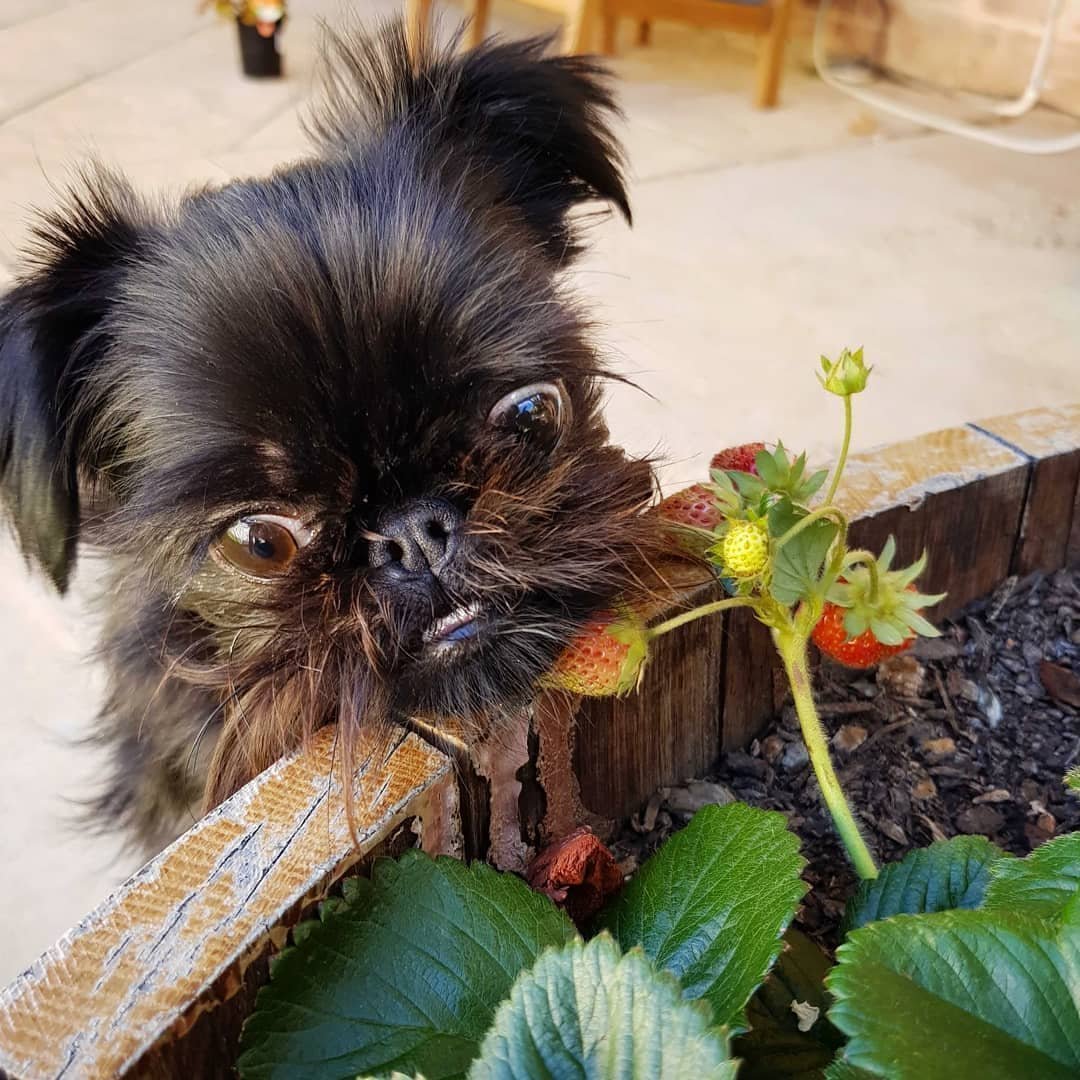 Брюссельский гриффон рыжий