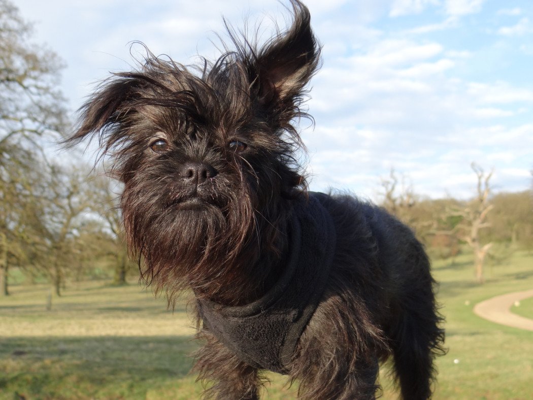 Брюссельский гриффон Чубака