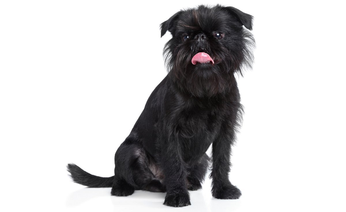 Брюссельский гриффон рисунок