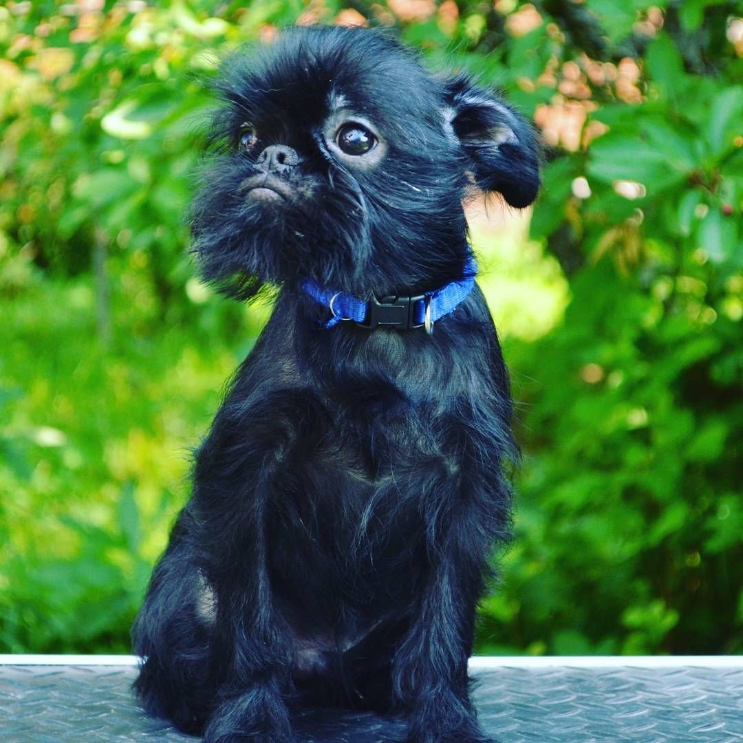 Порода собак гриффон и чихуахуа отличия