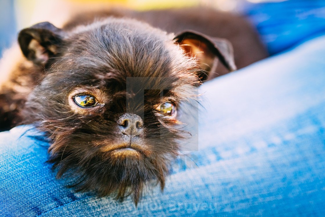 Бельгийский гриффон