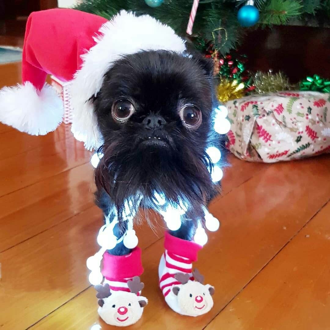 Бельгийский гриффон черный с подпалом фото