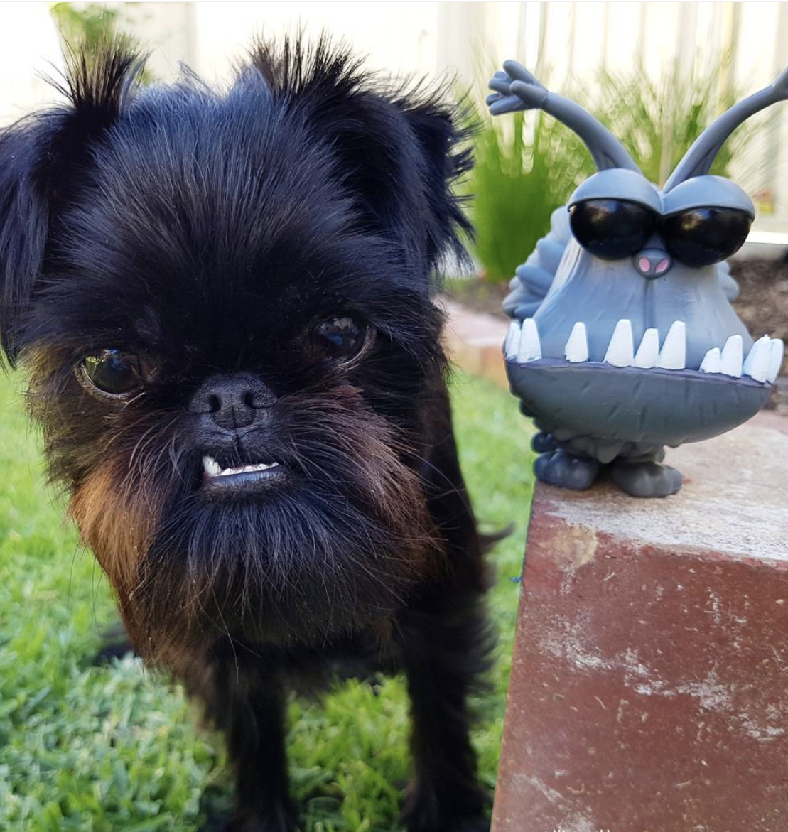 Собака Аффенпинчер