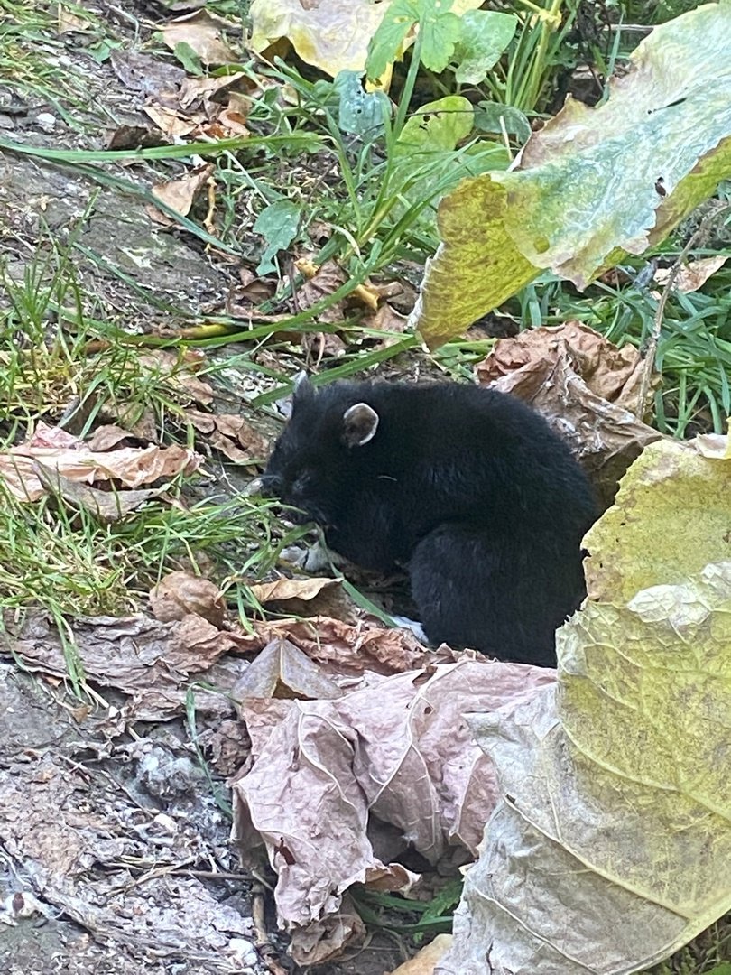 Лесной хомяк карбыш черный