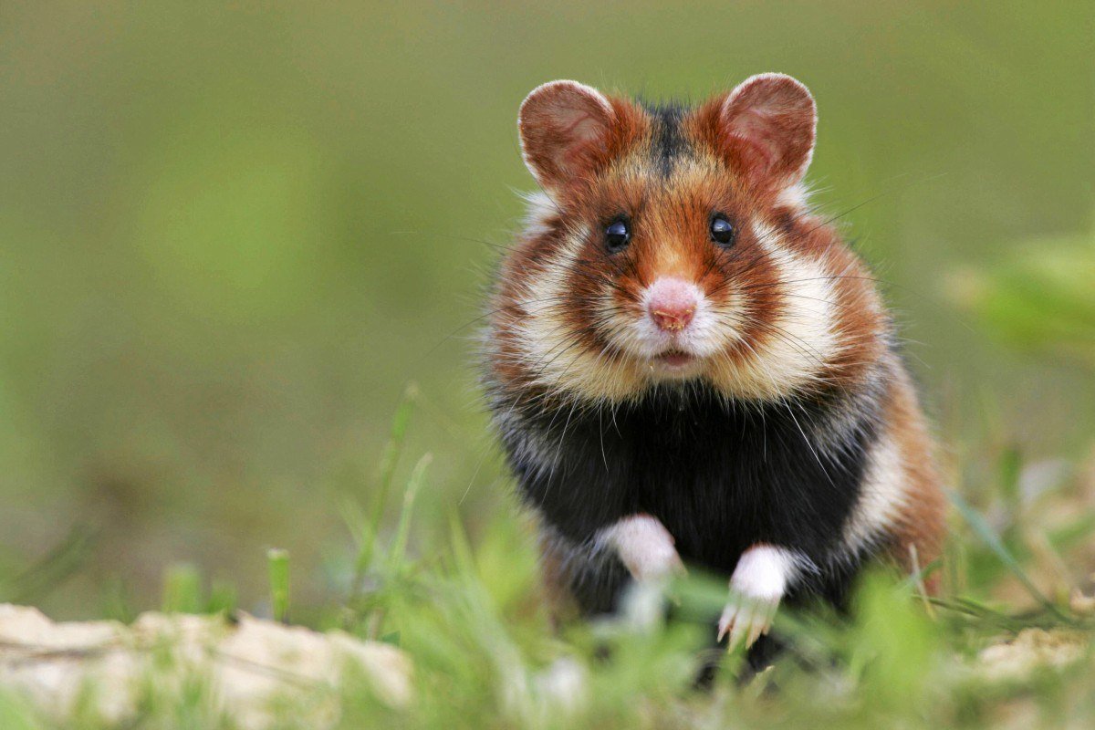 Хомяк Cricetus Cricetus карбыш оборона