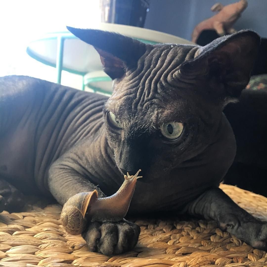 Сфинкс короткошерстный