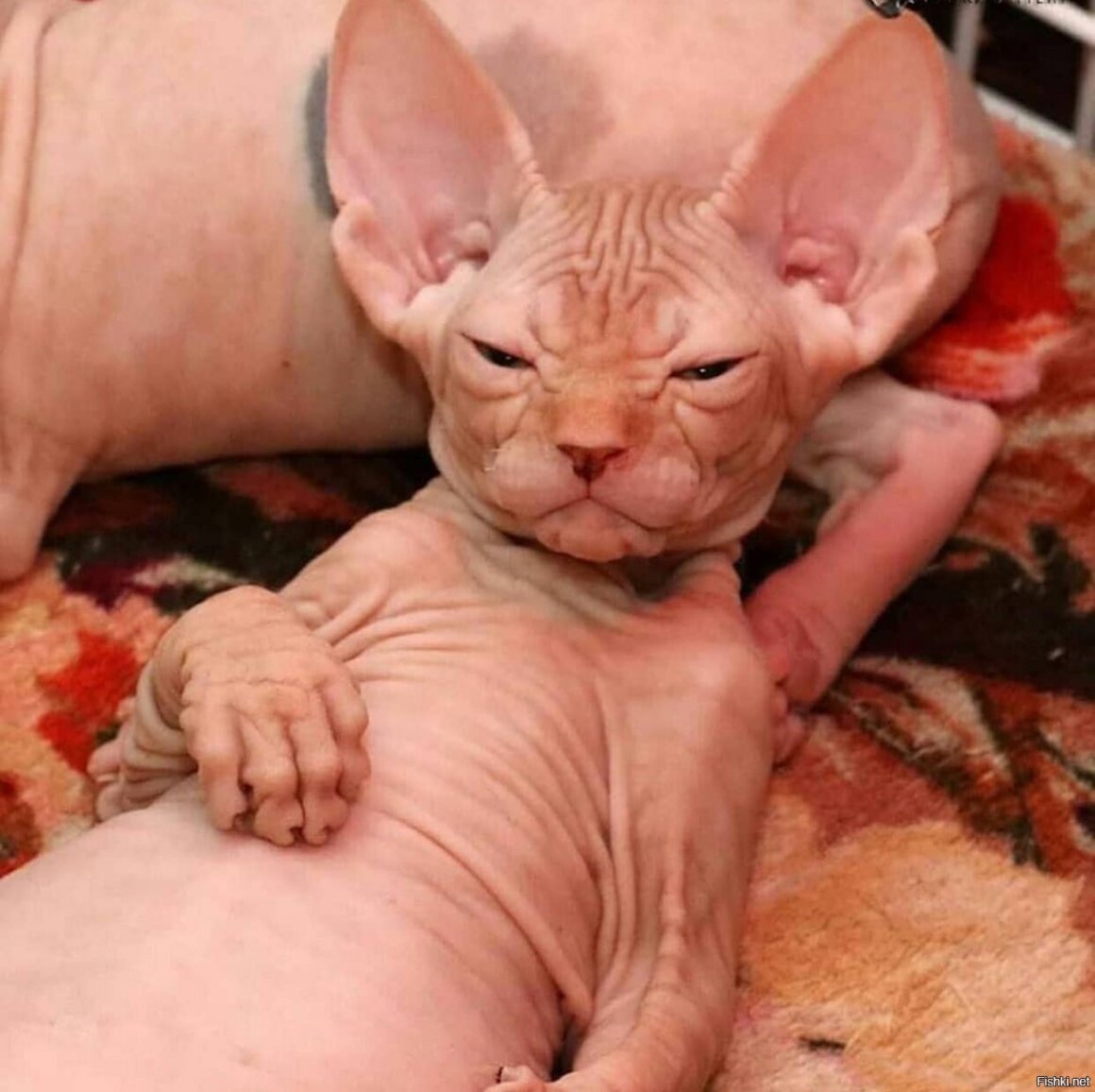 Донской сфинкс упитанный