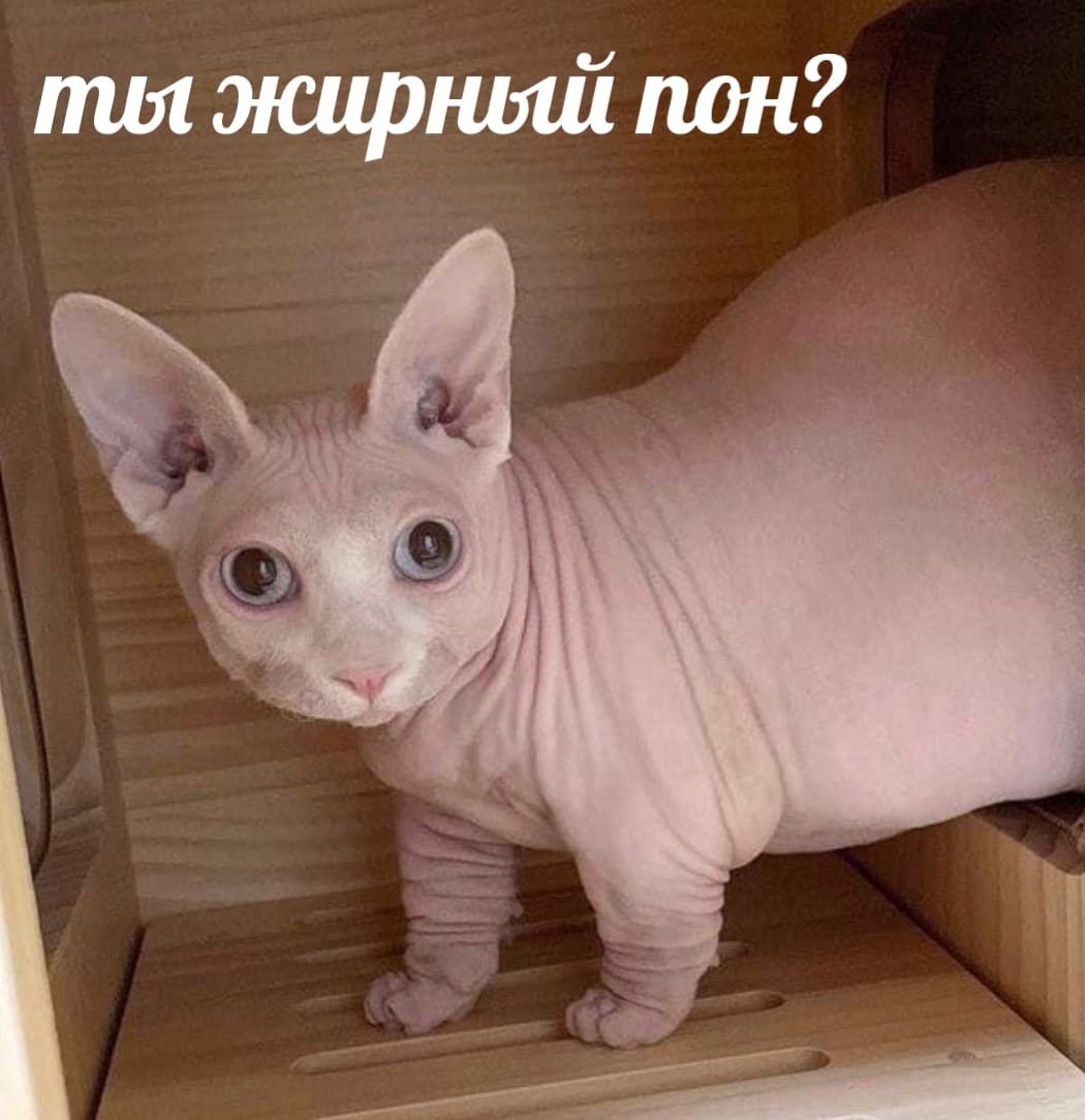 Канадский сфинкс персиковый