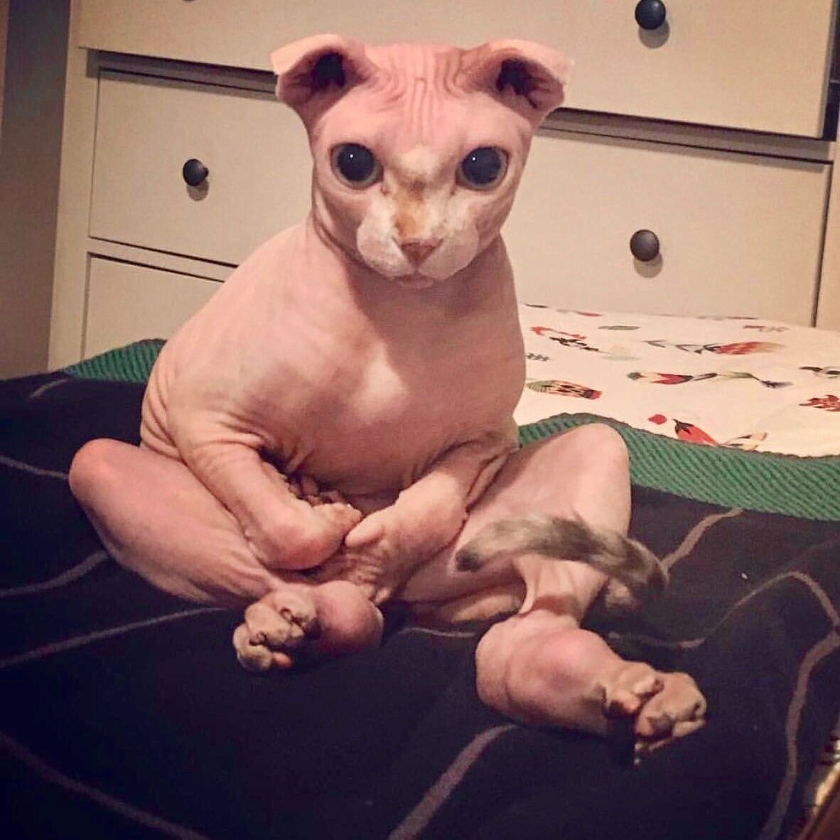 Беременная голая кошка