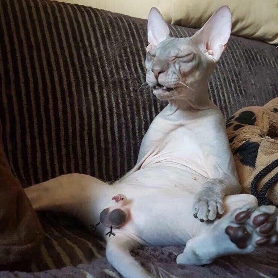 Беременные лысые кошки