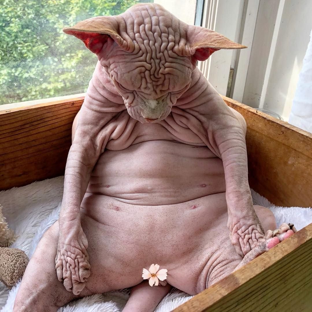 Страшный кот