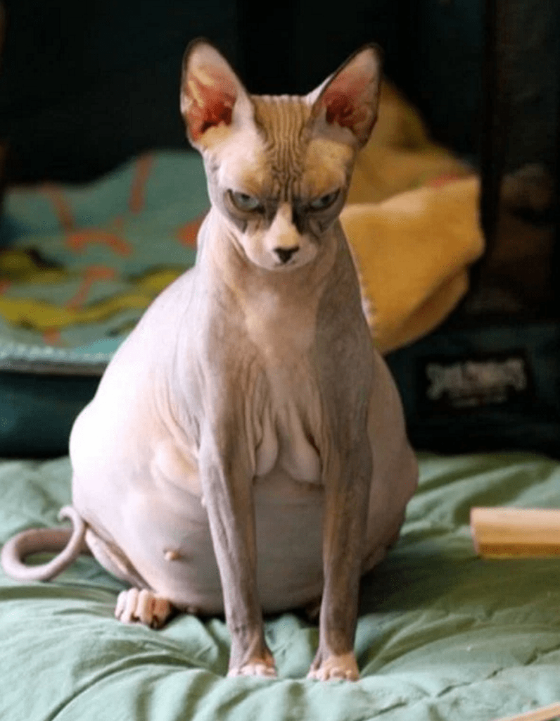 Канадский сфинкс толстый