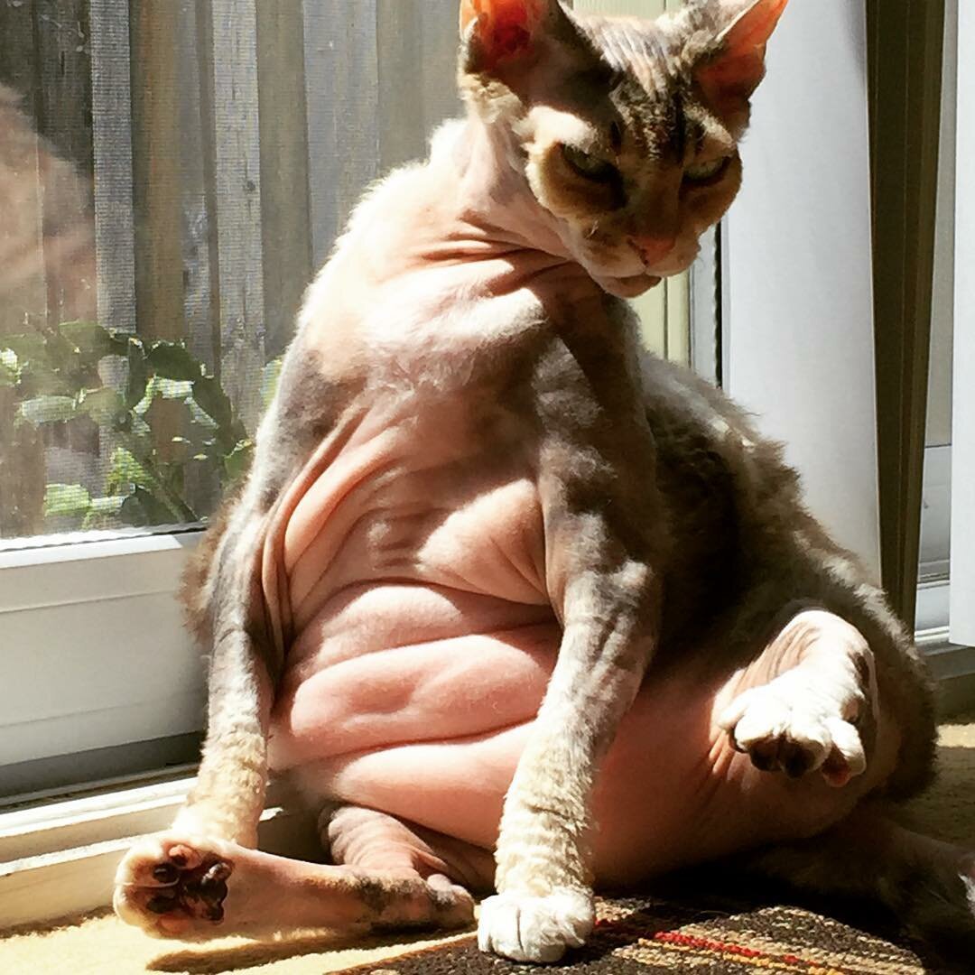 Сфинкс на черном фоне