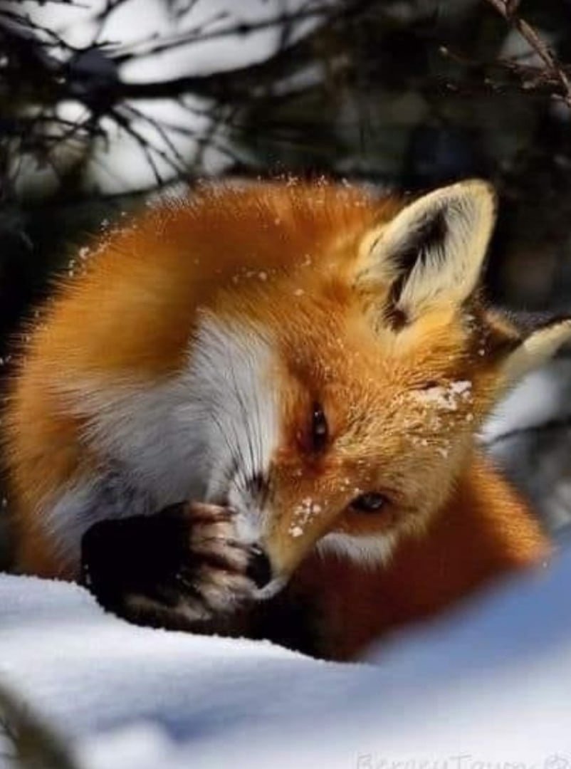 Арктический Лисенок рыжий