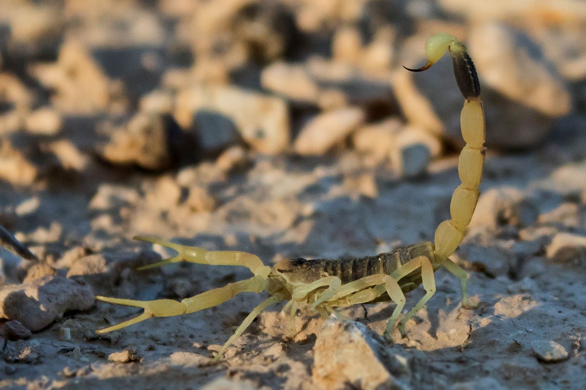 Лейурус квинкестриатус