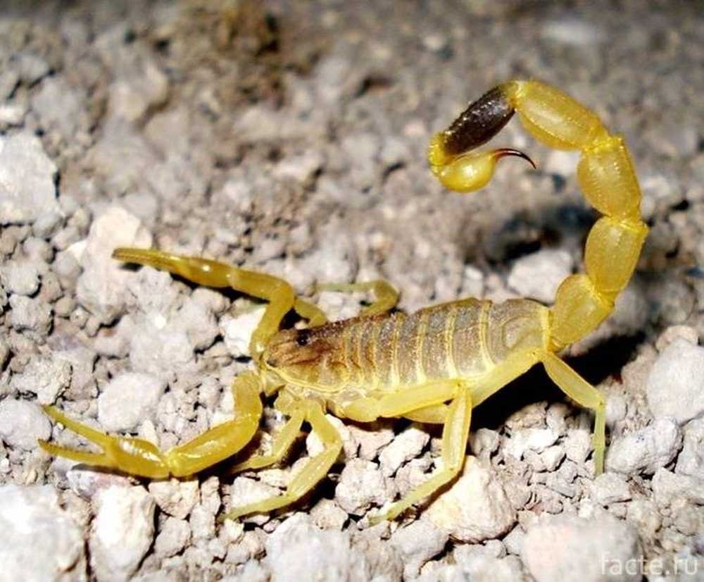 Leiurus quinquestriatus