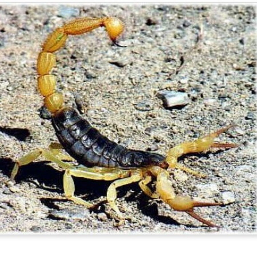 Скорпион жалит себя