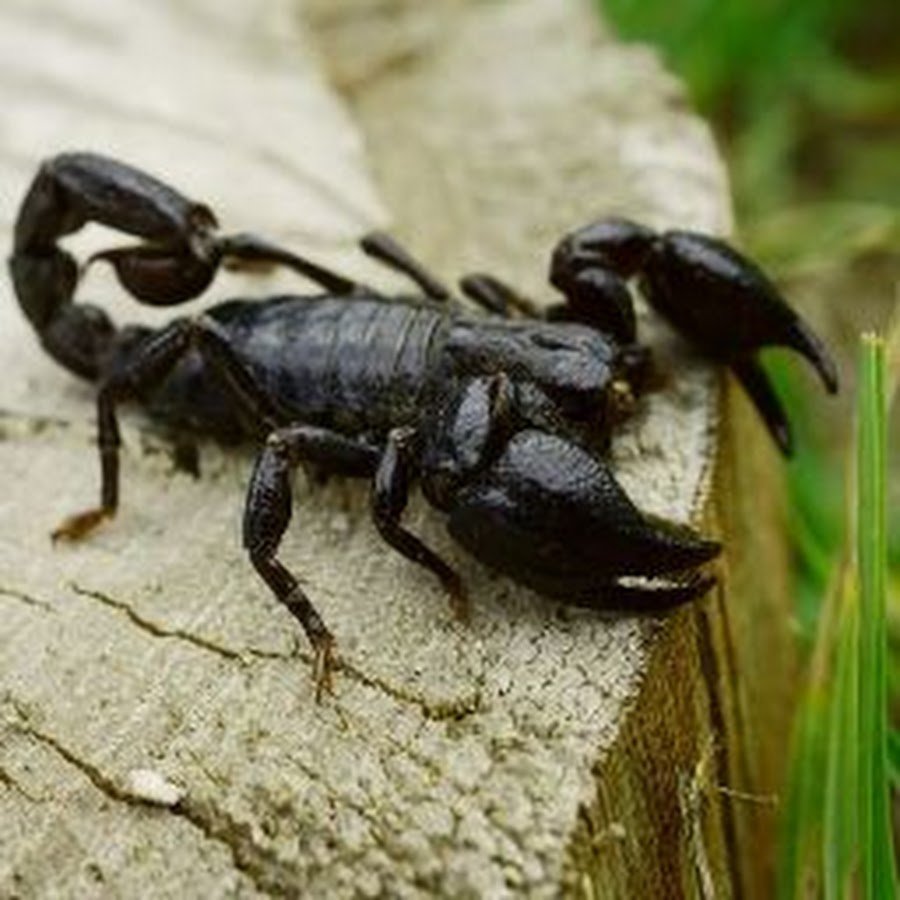 Желтый пустынный Скорпион