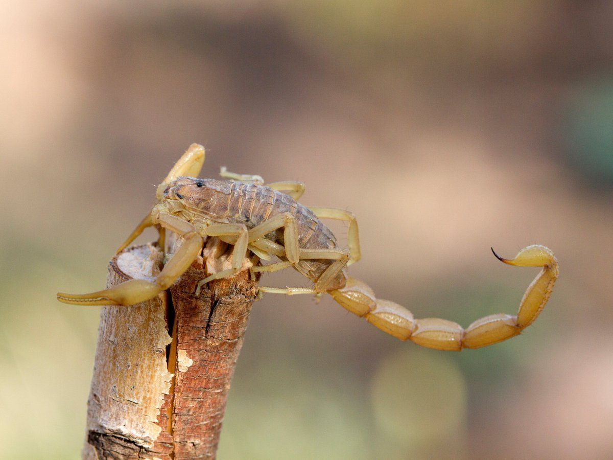 Pulmonoscorpius kirktonensis