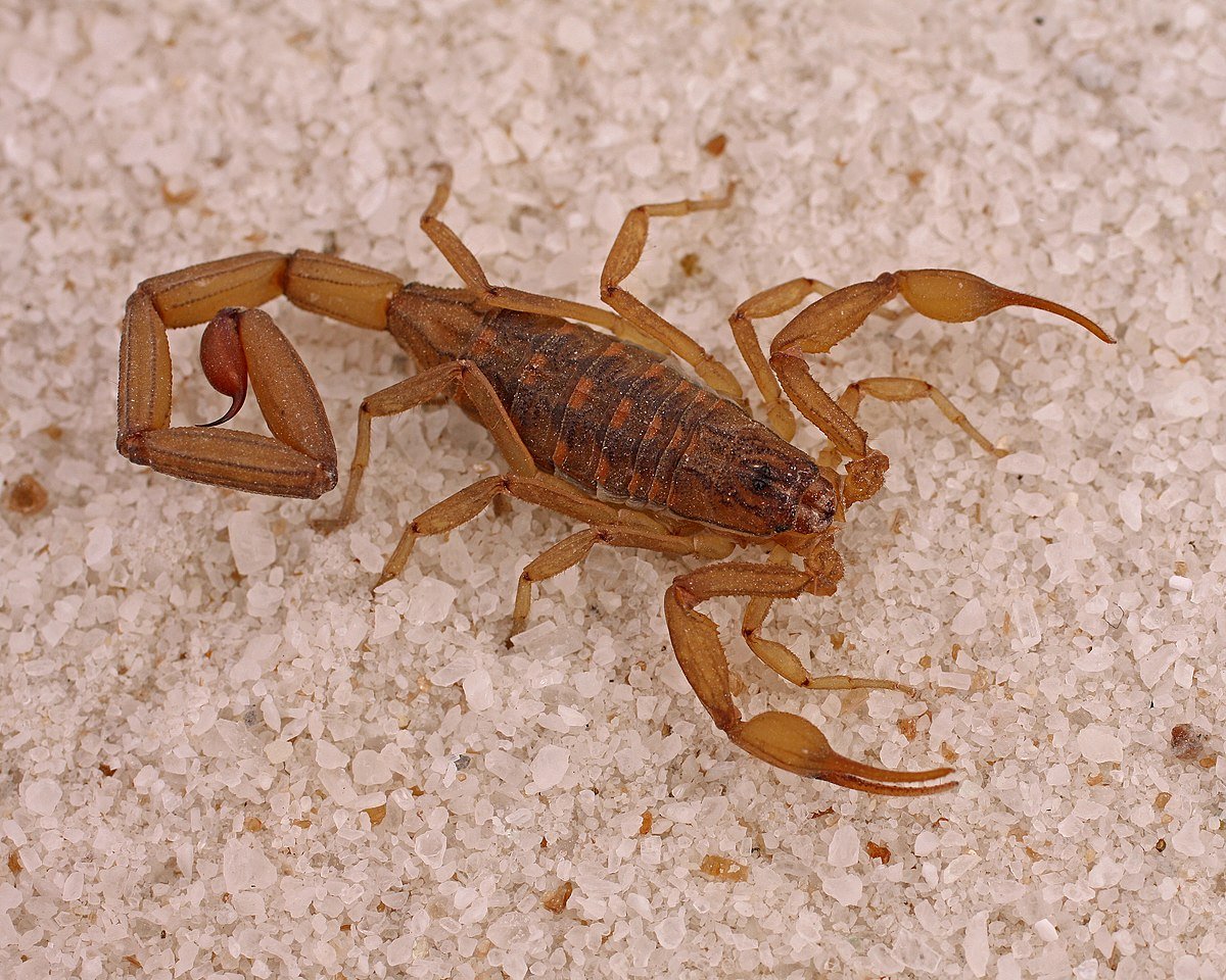 Скорпион Лейурус черный