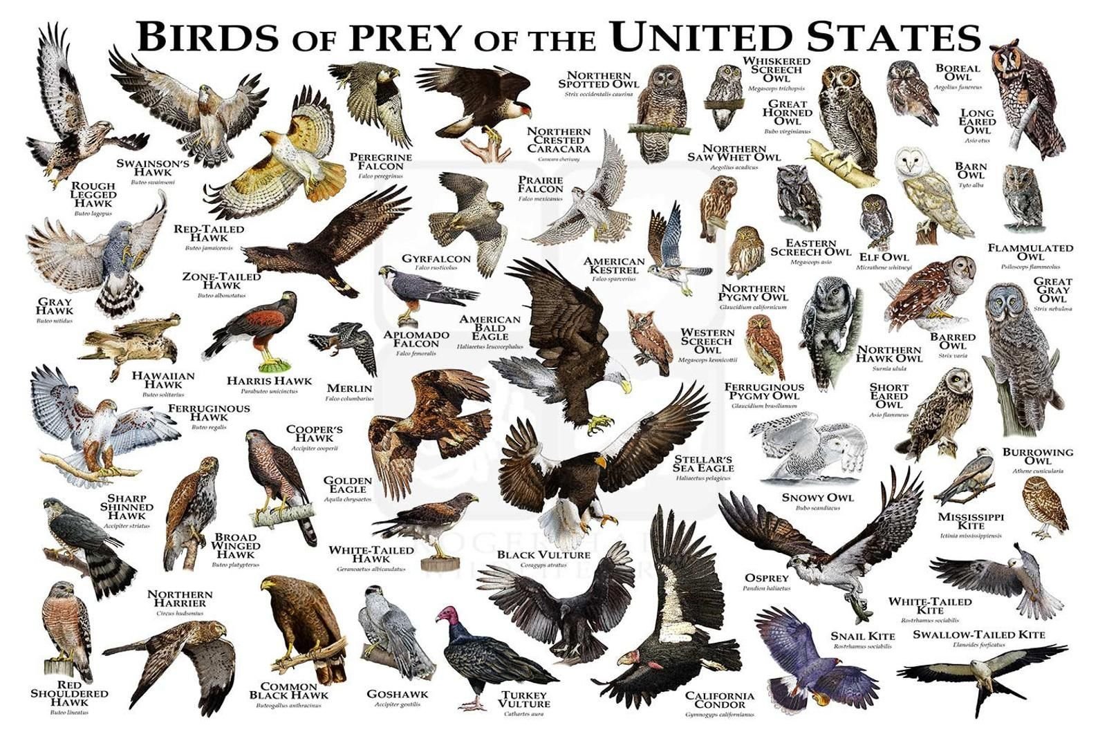 Forms birds. Хищные птицы. Птицы и их названия. Птицы хищники список. Хищные птицы виды.