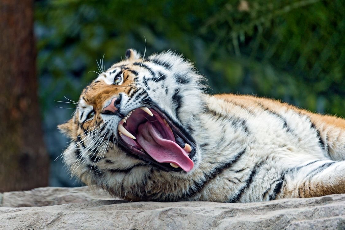 Амурский тигр зубы