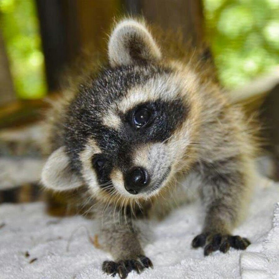 Кенгуру Квокка