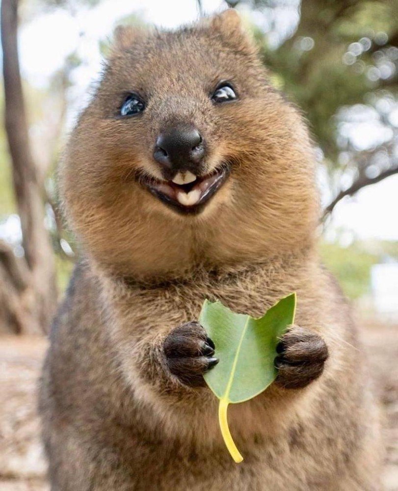 Ушастая лиса фенек