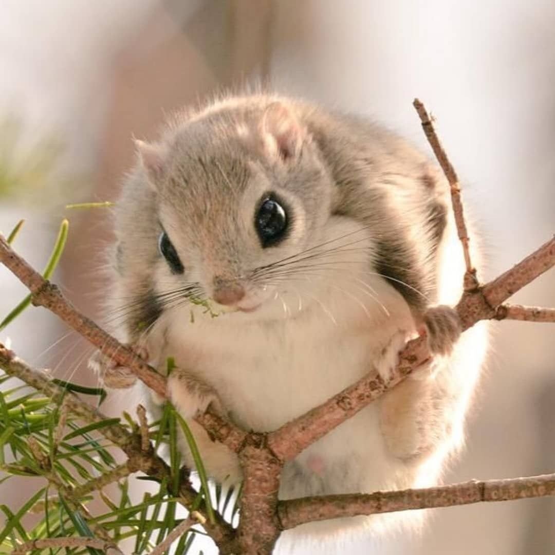 Маленькие зверюшки