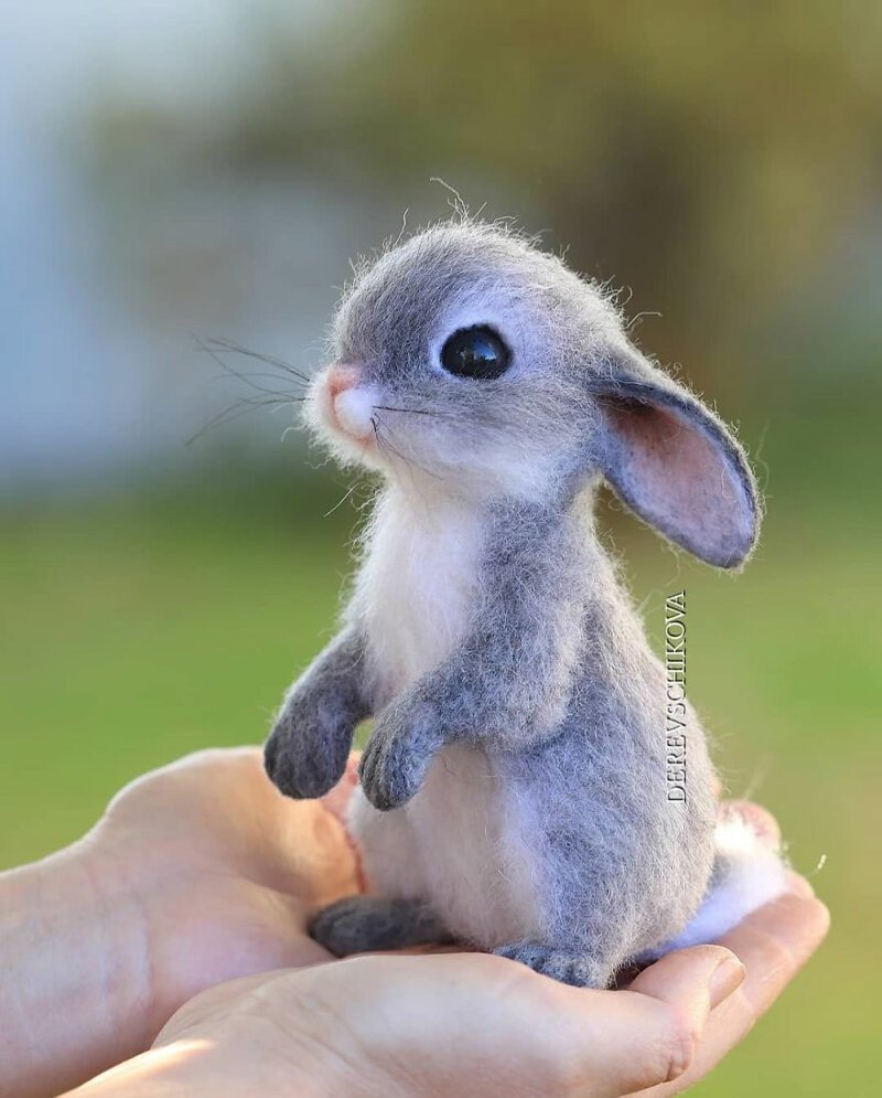 Кенгуру Квокка